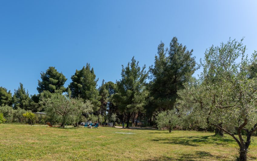 Extraordinary Fresh place in the pines